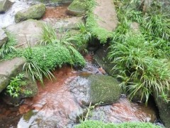 認識中草藥：告訴你民間良藥“石菖蒲”的妙用！