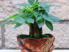 發財樹能在客廳養嗎？發財樹的養護方法有哪些呢？