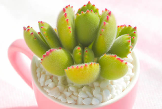 多肉熊童子能長多大_熊童子多肉怎么養(yǎng)_多肉熊童子怎么養(yǎng)肥