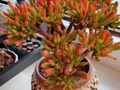 新手春天養(yǎng)吸財(cái)樹,教你幾個(gè)小妙招,輕松養(yǎng)成小老樁,寓意美好