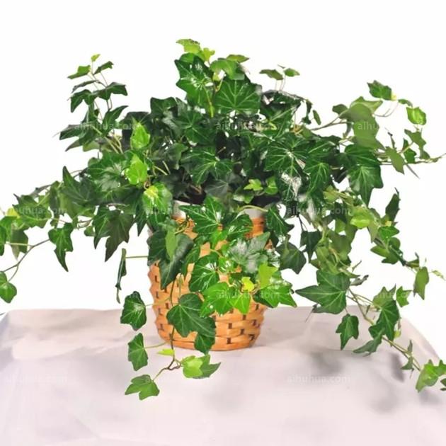 適合室內綠植_室內綠植適合栽什么_室內綠植適合什么肥料