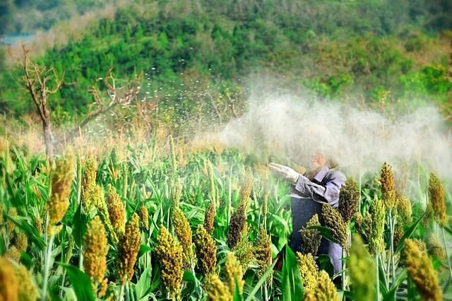 敵敵畏農藥毒性_敵敵畏是高毒農藥嗎_農藥中毒敵敵畏