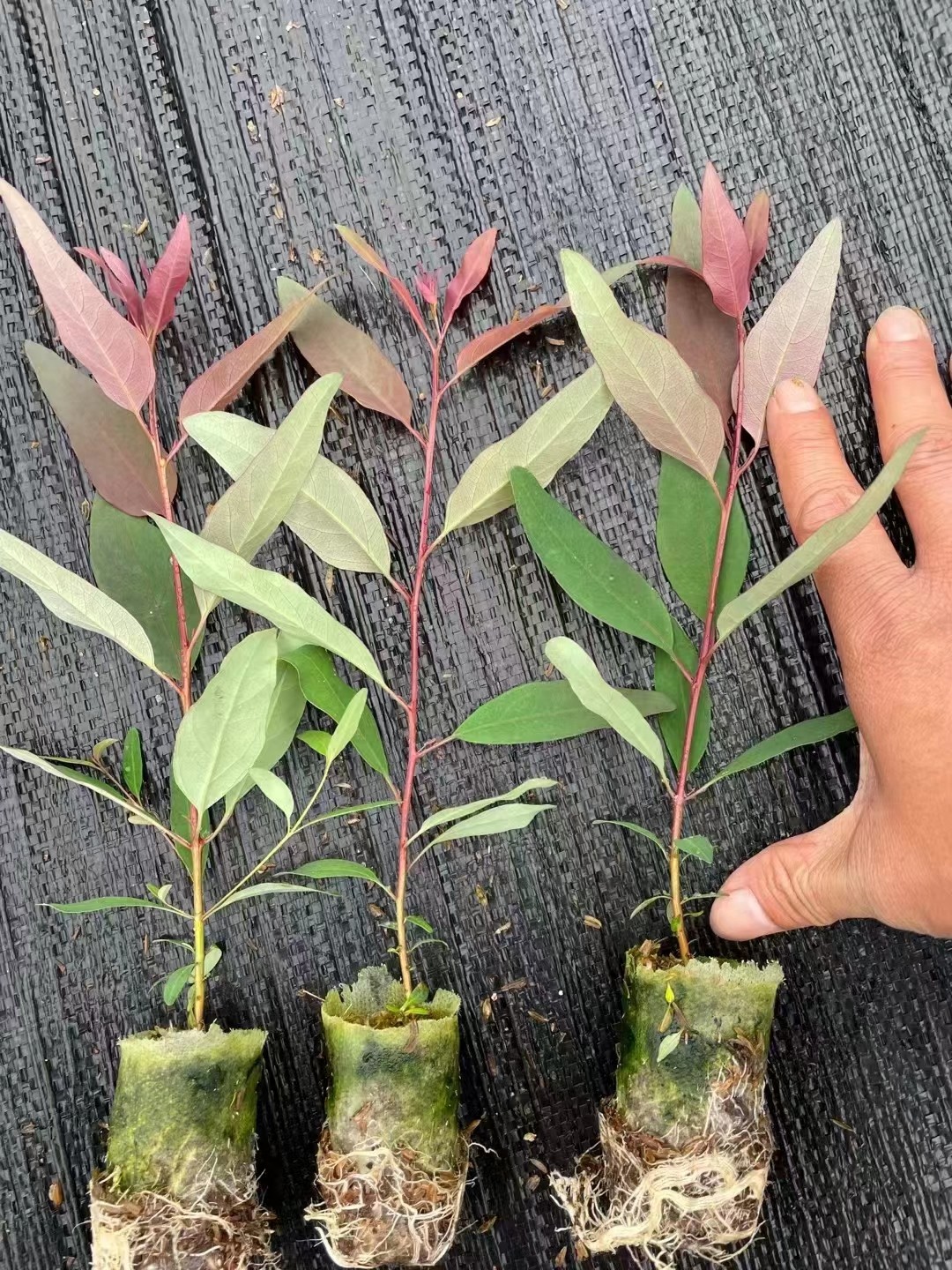 種植桉樹技術(shù)視頻_桉樹種植技術(shù)_種植桉樹技術(shù)和管理