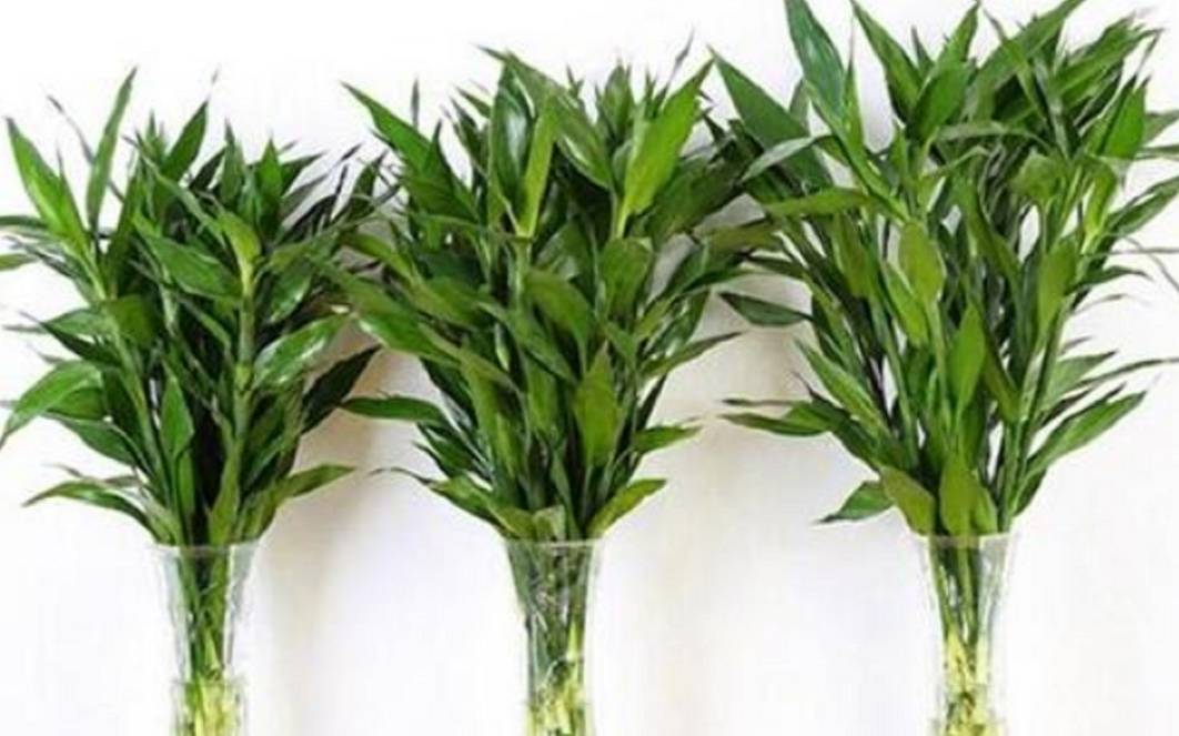 屋里凈化空氣綠植會死嗎_凈化室內(nèi)空氣綠植_屋里凈化空氣綠植