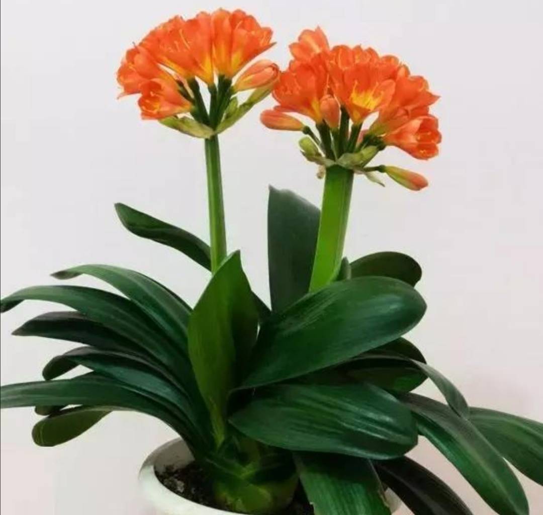 屋里凈化空氣綠植會死嗎_凈化室內(nèi)空氣綠植_屋里凈化空氣綠植