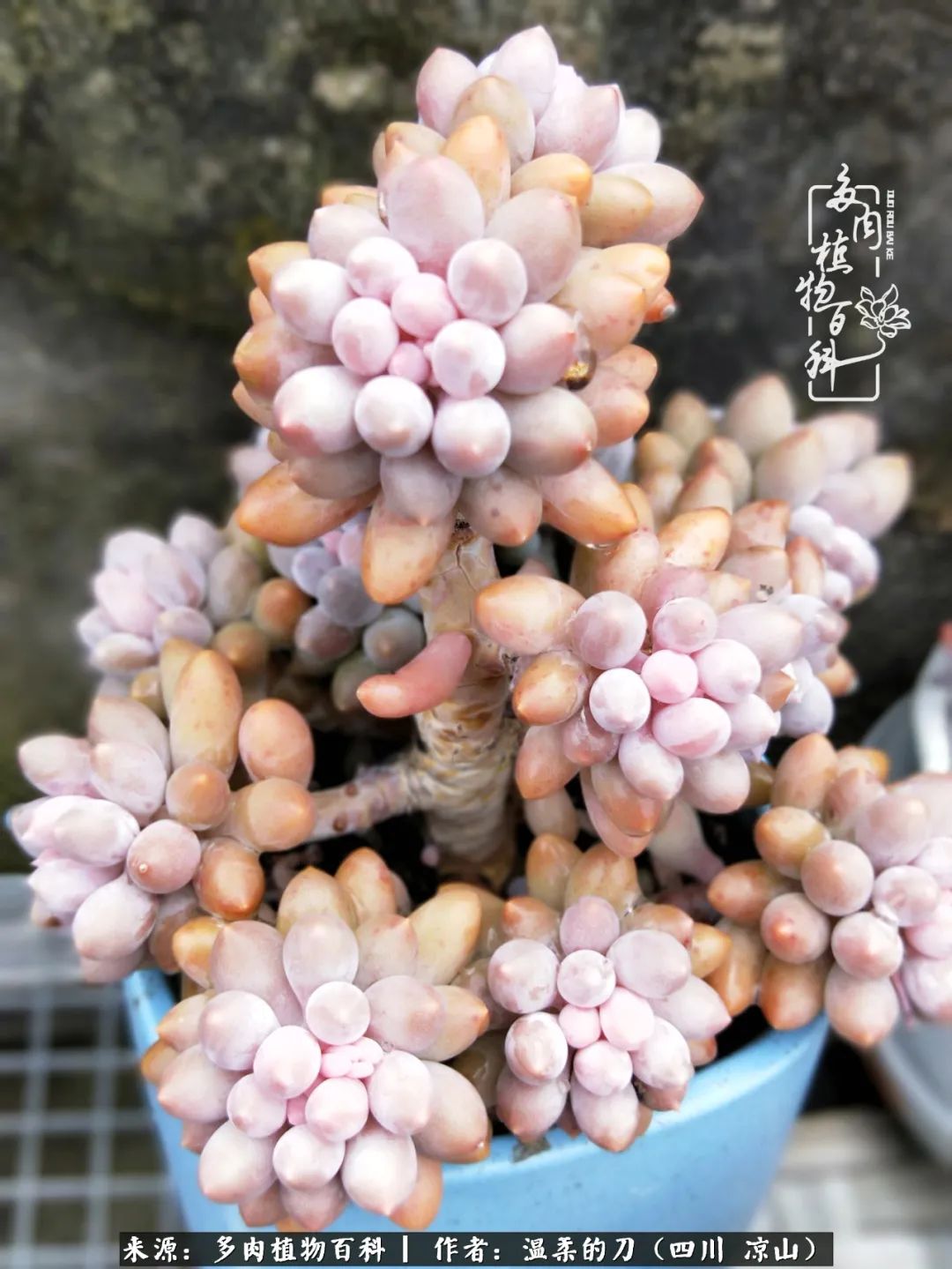 灰姑娘多肉好養(yǎng)嗎_多肉灰姑娘怎么護養(yǎng)_多肉灰姑娘耐寒嗎