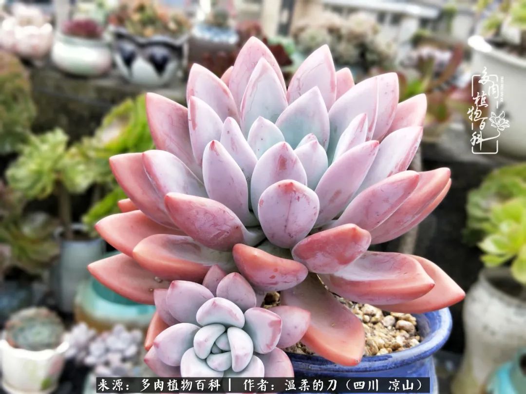 多肉灰姑娘怎么護養(yǎng)_灰姑娘多肉好養(yǎng)嗎_多肉灰姑娘耐寒嗎