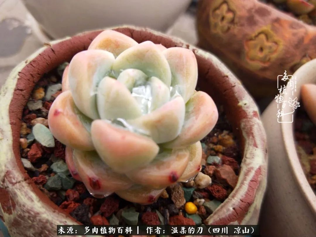 多肉灰姑娘怎么護養(yǎng)_灰姑娘多肉好養(yǎng)嗎_多肉灰姑娘耐寒嗎