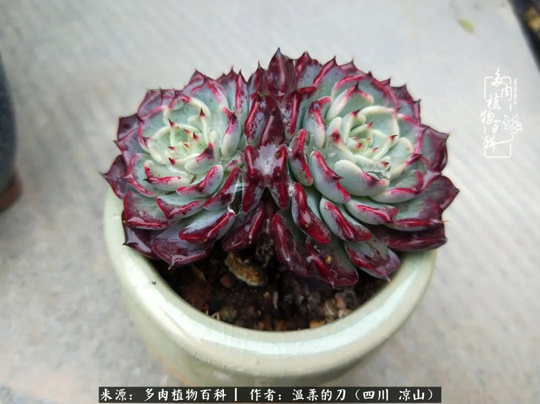 灰姑娘多肉好養(yǎng)嗎_多肉灰姑娘怎么護養(yǎng)_多肉灰姑娘耐寒嗎