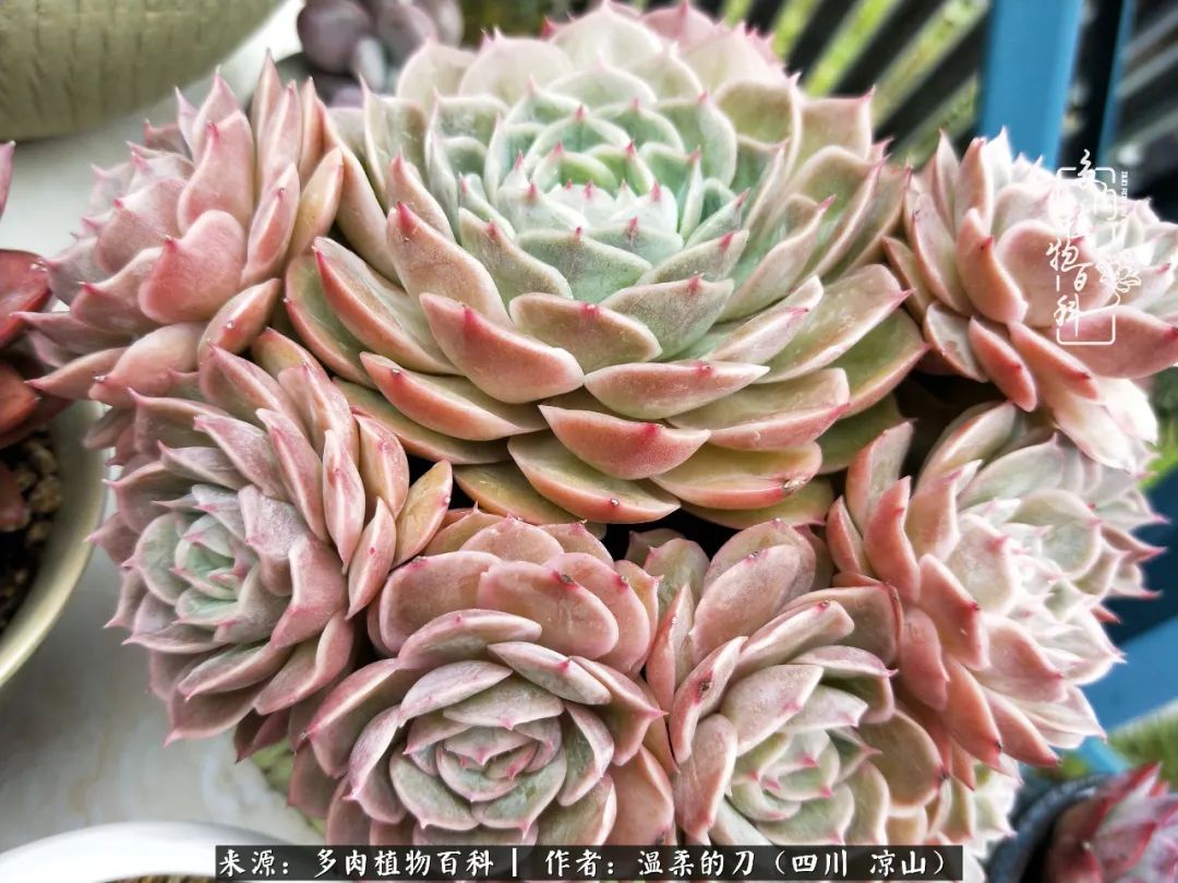 多肉灰姑娘耐寒嗎_灰姑娘多肉好養(yǎng)嗎_多肉灰姑娘怎么護養(yǎng)