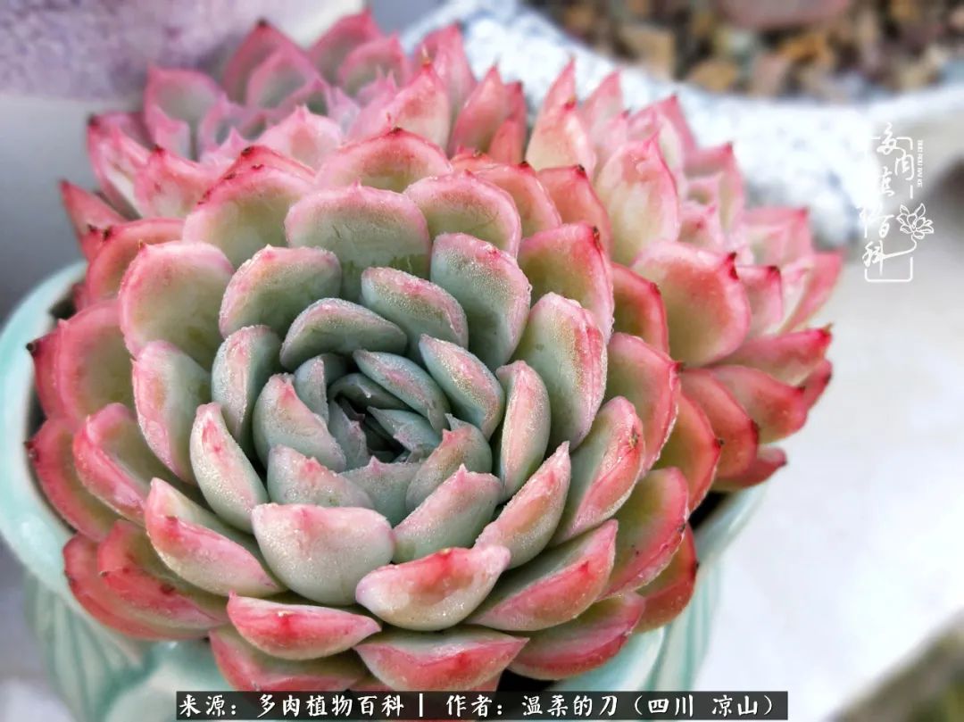 多肉灰姑娘耐寒嗎_多肉灰姑娘怎么護養(yǎng)_灰姑娘多肉好養(yǎng)嗎
