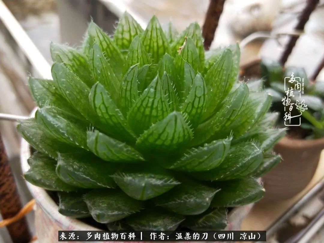 多肉灰姑娘怎么護養(yǎng)_多肉灰姑娘耐寒嗎_灰姑娘多肉好養(yǎng)嗎