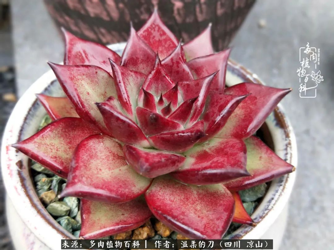 灰姑娘多肉好養(yǎng)嗎_多肉灰姑娘怎么護養(yǎng)_多肉灰姑娘耐寒嗎