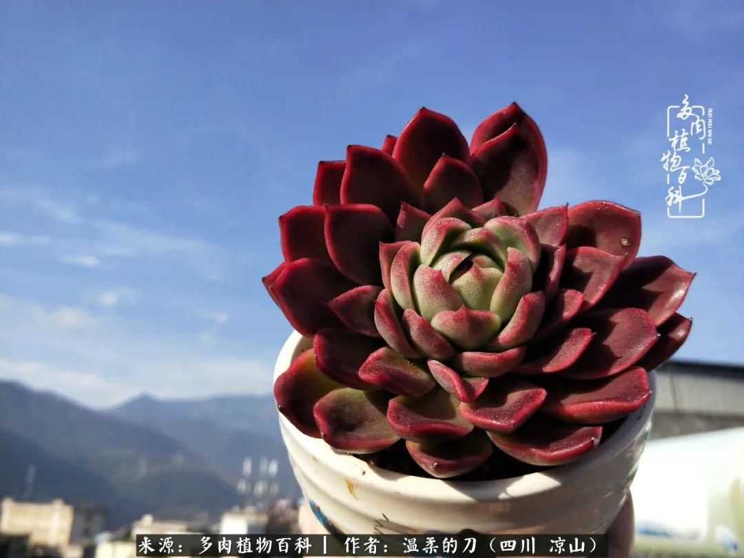 多肉灰姑娘耐寒嗎_灰姑娘多肉好養(yǎng)嗎_多肉灰姑娘怎么護養(yǎng)