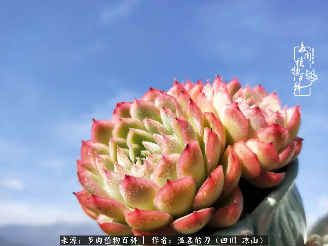 灰姑娘多肉好養(yǎng)嗎_多肉灰姑娘耐寒嗎_多肉灰姑娘怎么護養(yǎng)