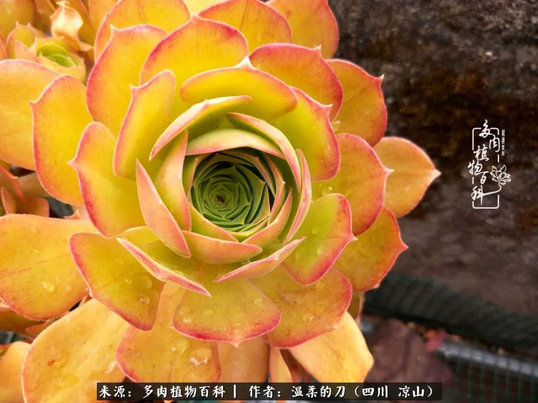 灰姑娘多肉好養(yǎng)嗎_多肉灰姑娘怎么護養(yǎng)_多肉灰姑娘耐寒嗎