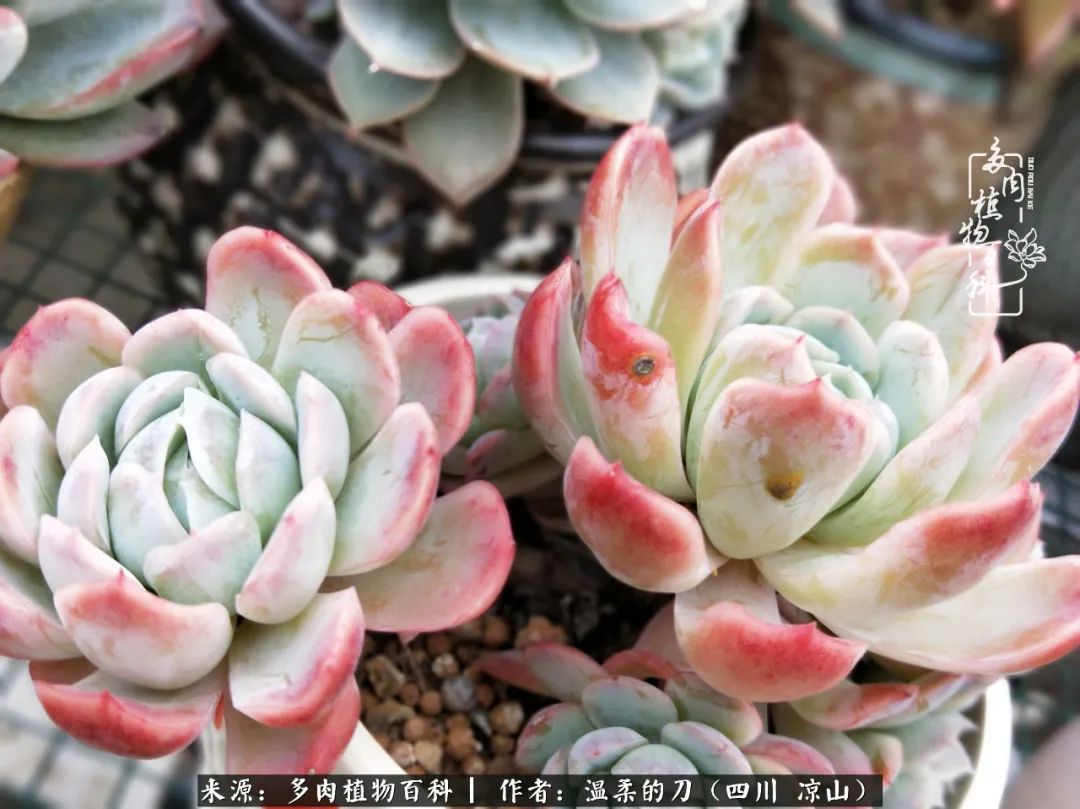 灰姑娘多肉好養(yǎng)嗎_多肉灰姑娘怎么護養(yǎng)_多肉灰姑娘耐寒嗎