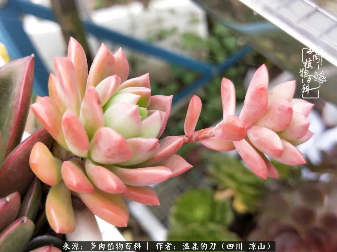 多肉灰姑娘怎么護養(yǎng)_灰姑娘多肉好養(yǎng)嗎_多肉灰姑娘耐寒嗎