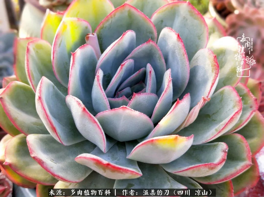 多肉灰姑娘耐寒嗎_灰姑娘多肉好養(yǎng)嗎_多肉灰姑娘怎么護養(yǎng)