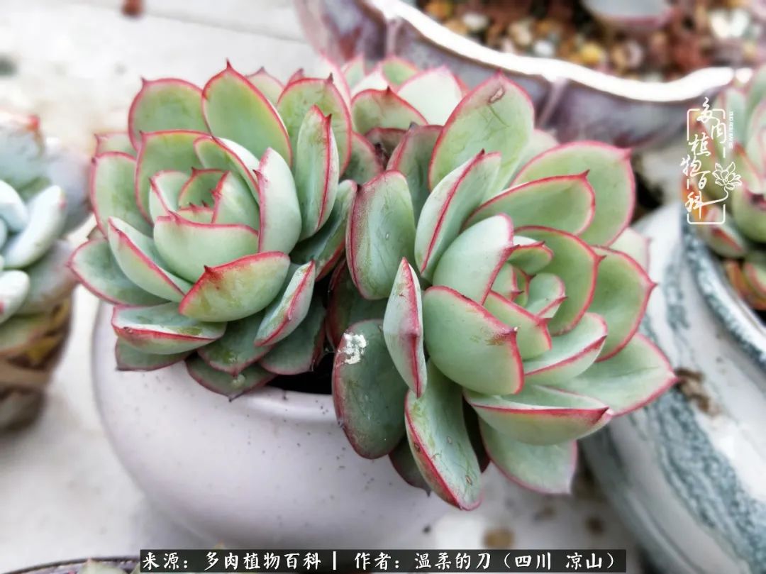 灰姑娘多肉好養(yǎng)嗎_多肉灰姑娘耐寒嗎_多肉灰姑娘怎么護養(yǎng)