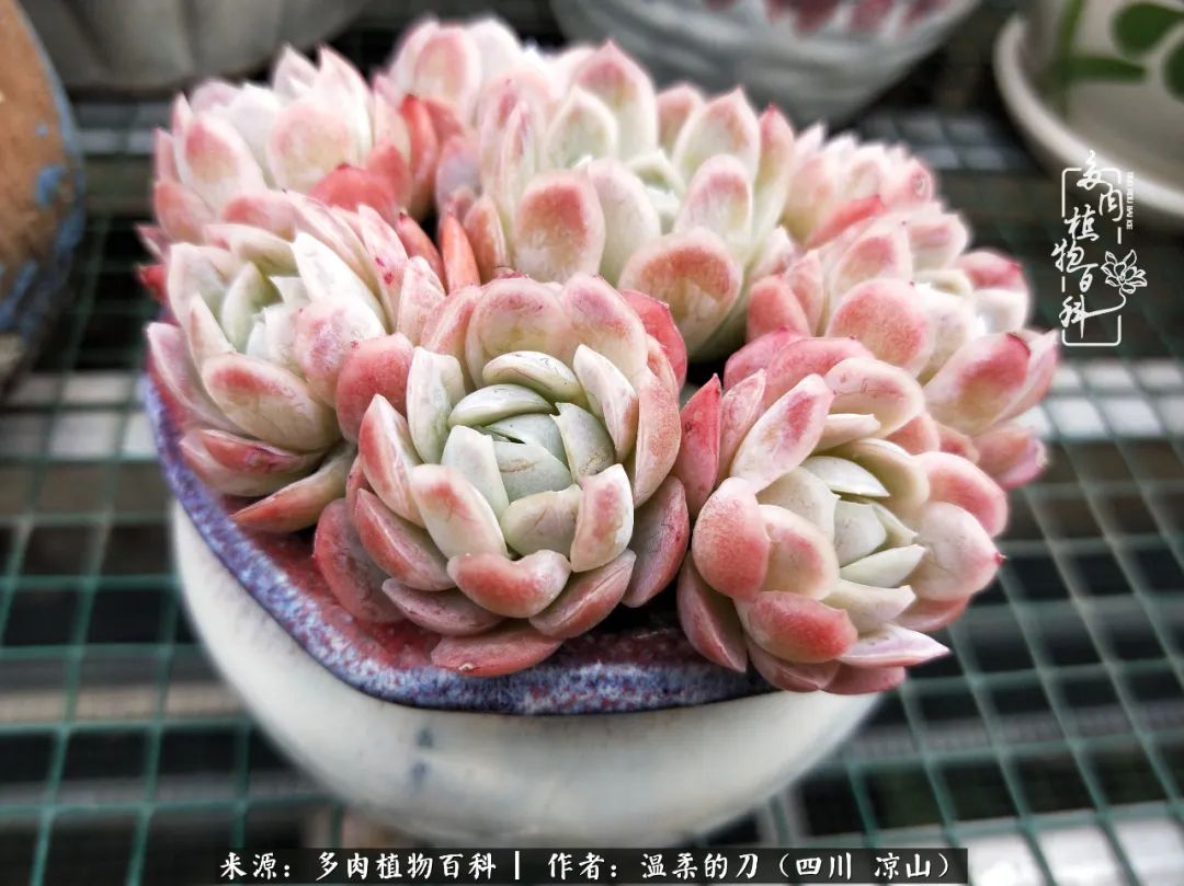 多肉灰姑娘怎么護養(yǎng)_多肉灰姑娘耐寒嗎_灰姑娘多肉好養(yǎng)嗎