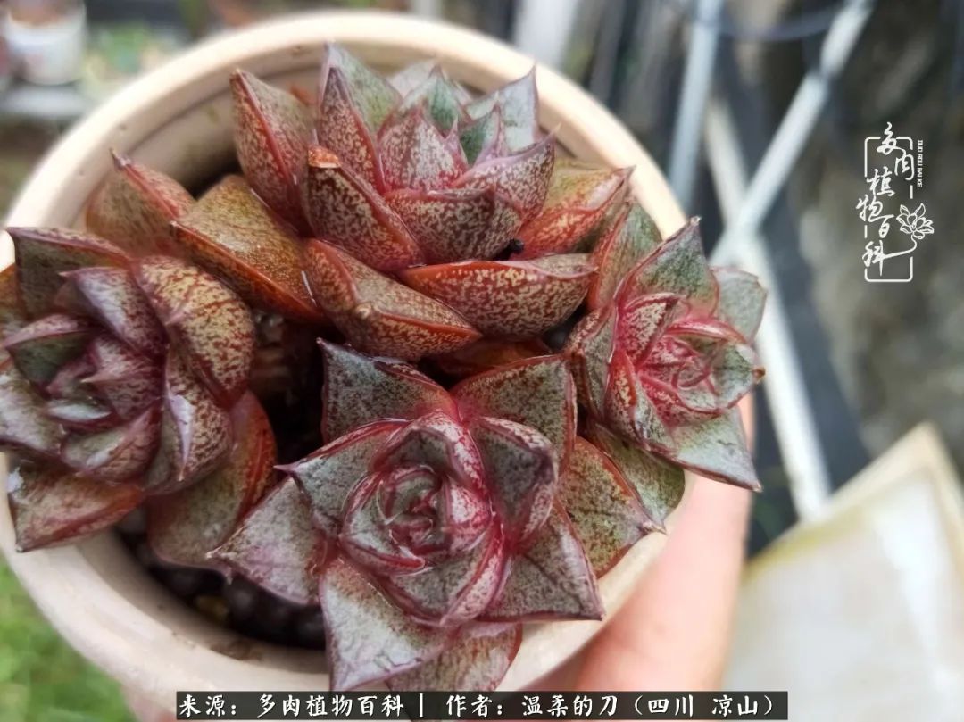 灰姑娘多肉好養(yǎng)嗎_多肉灰姑娘怎么護養(yǎng)_多肉灰姑娘耐寒嗎